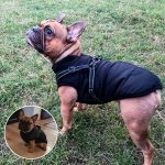 DogJacket, haină de iarnă reflectorizantă și impermeabilă pentru câini