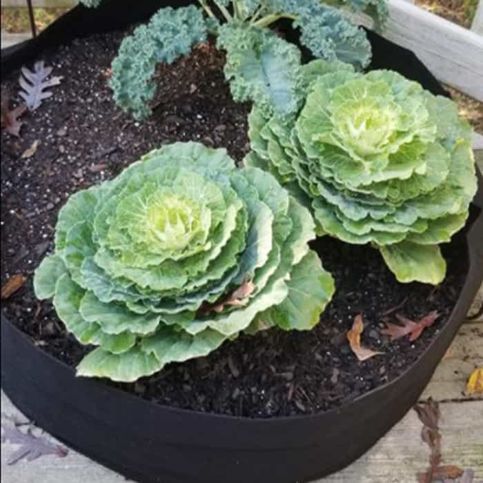Garden GrowBag, o cutie de gradina pentru cultura plantelor realizata din material textil pentru o recolta bogata