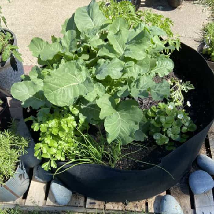 Garden GrowBag, o cutie de gradina pentru cultura plantelor realizata din material textil pentru o recolta bogata